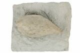 Silurian Cystoid (Triamara) Fossil - Indiana #189424-1